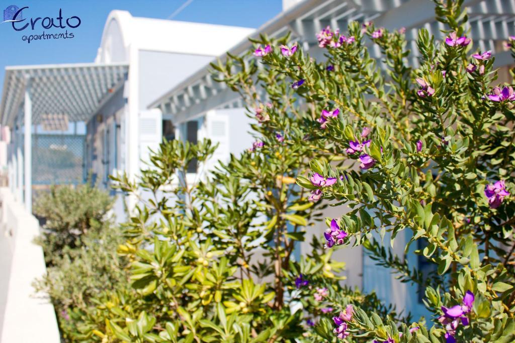 Erato Apartments Fira  Exterior foto